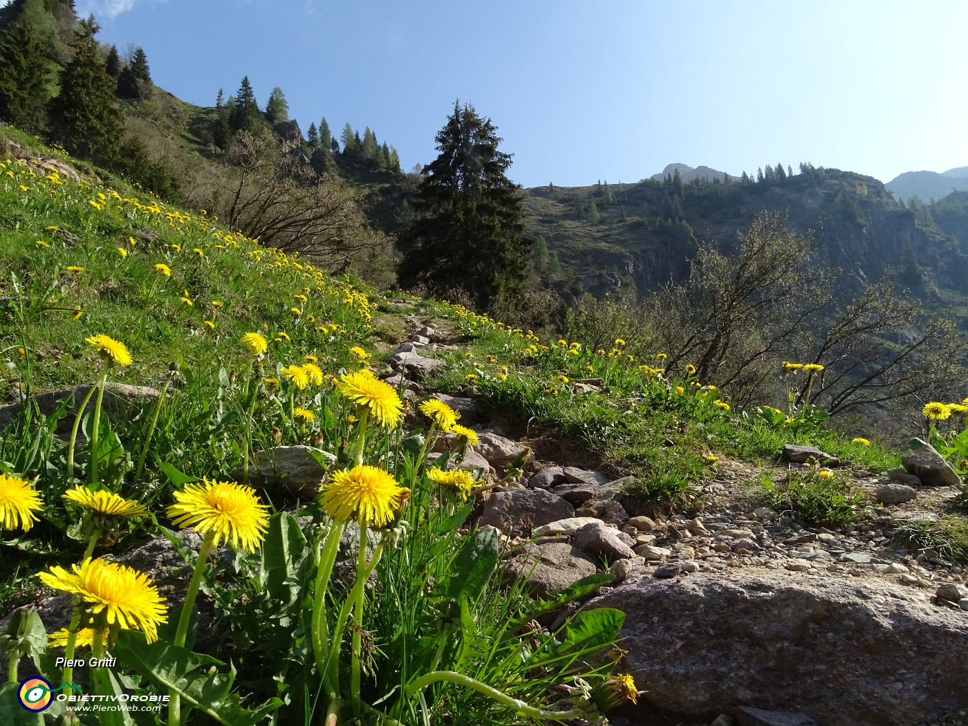 03 Estese fioriture di tarassaco .JPG